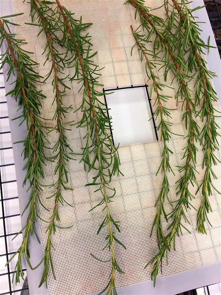 Drying sprigs of rosemary photo