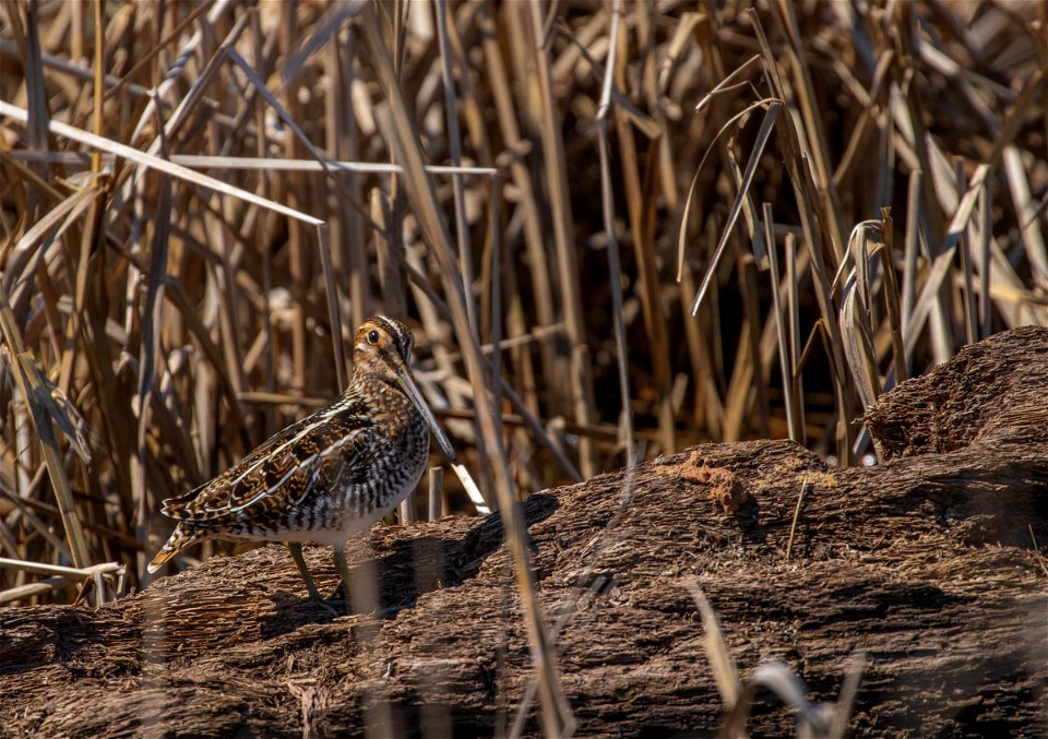 Common snipe photo