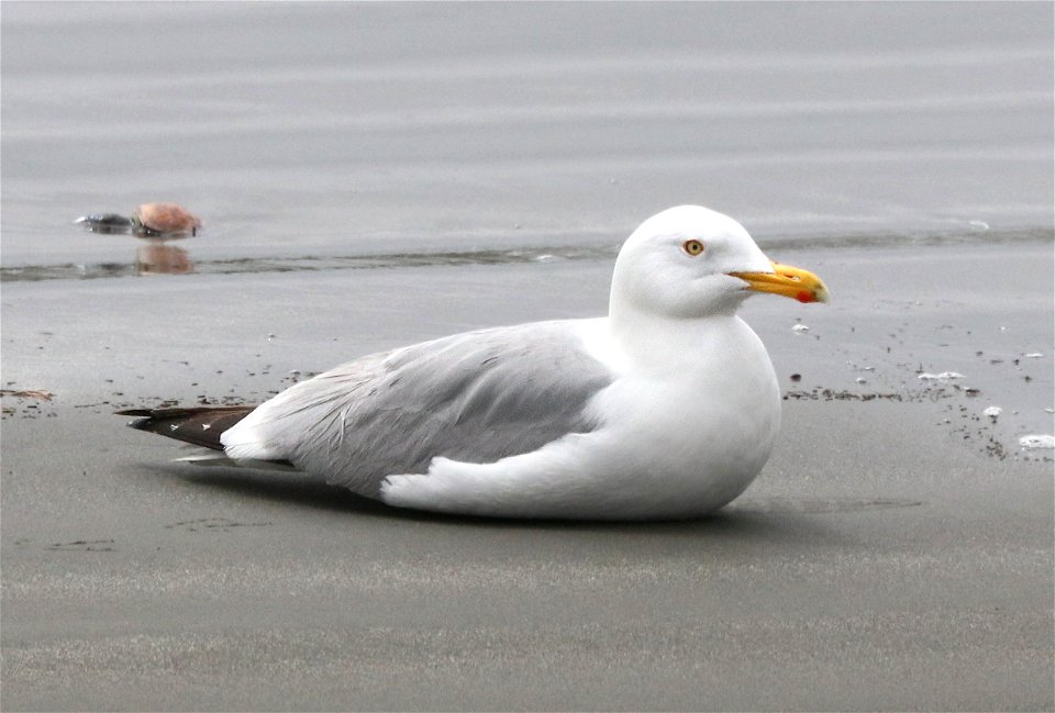 364 - HERRING GULL (5-26-2021) adult breeding, beach front park, crescent city, del norte co, ca -01