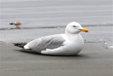 364 - HERRING GULL (5-26-2021) adult breeding, beach front park, crescent city, del norte co, ca -01