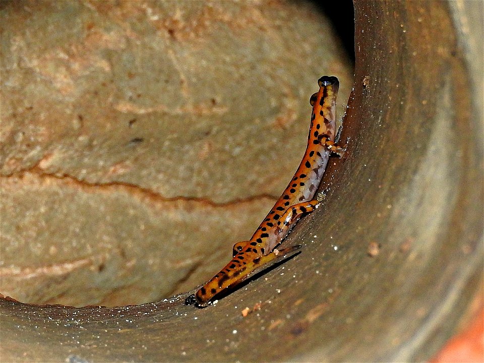 Spotted-tail salamander photo