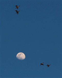 Evening Pintails at Moonrise Huron Wetland Management District photo