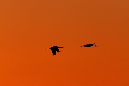 Sandhill Cranes at Sunset Huron Wetland Management District South Dakota photo