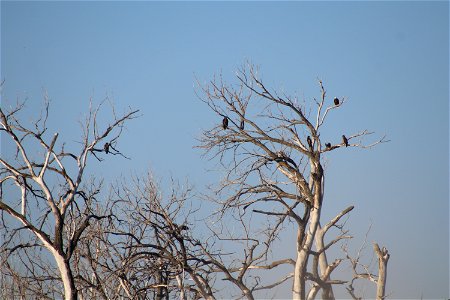 Bald Eagles on Owens Bay Lake Andes National Wildlife Refuge South Dakota photo