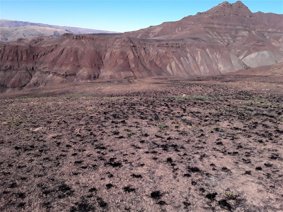 successful restoration and retention of remnant natives