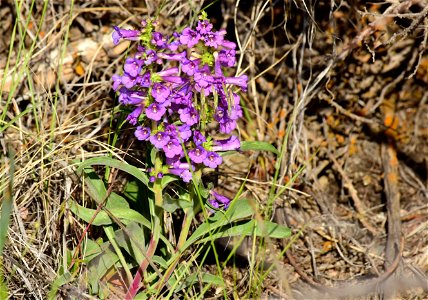 Payson's penstemon (Penstemon paysoniorum) on Seedskadee National Wildlife Refuge photo