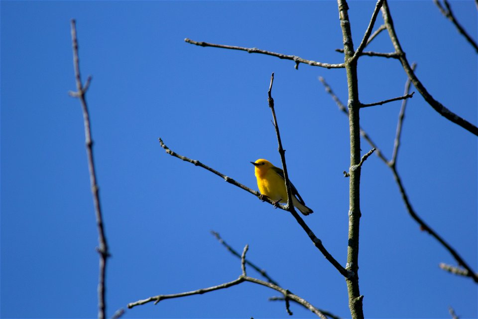 Prothonotary Warbler