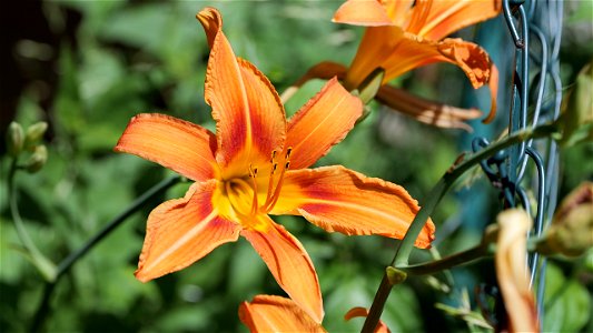 Gelbrote Taglilie (Hemerocallis fulva) Blüte
