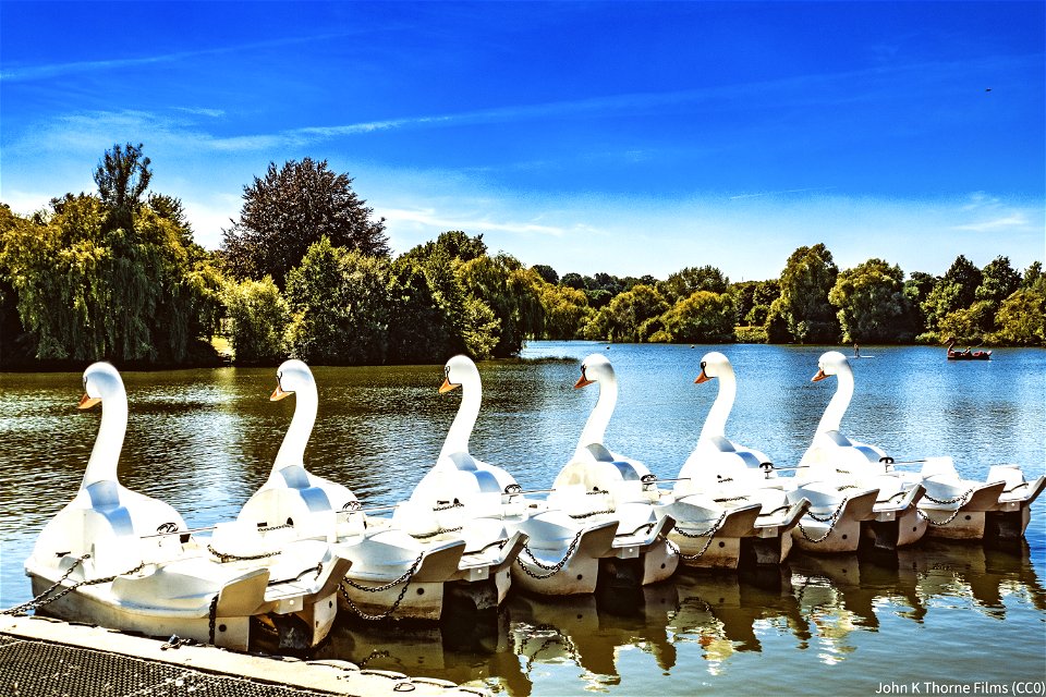 Ride a white swan. Pedal boats Mote Park Maidstone