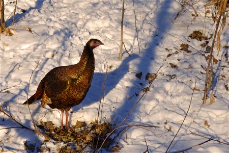 Female turkey in winter sunlight. photo