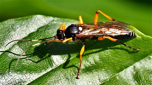Ichneumonidae, Unterfamilie Ichneumoninae (Schlupfwespe)
