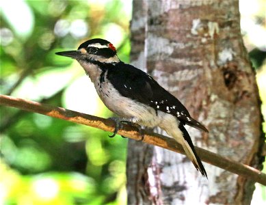 536 - HAIRY WOODPECKER (5-25-2021) yard, crescent city, ca (1)