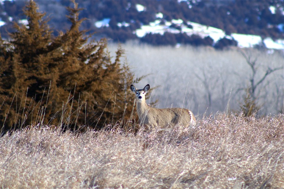 White-tailed Deer Karl E Mundt National Wildlife Refuge photo