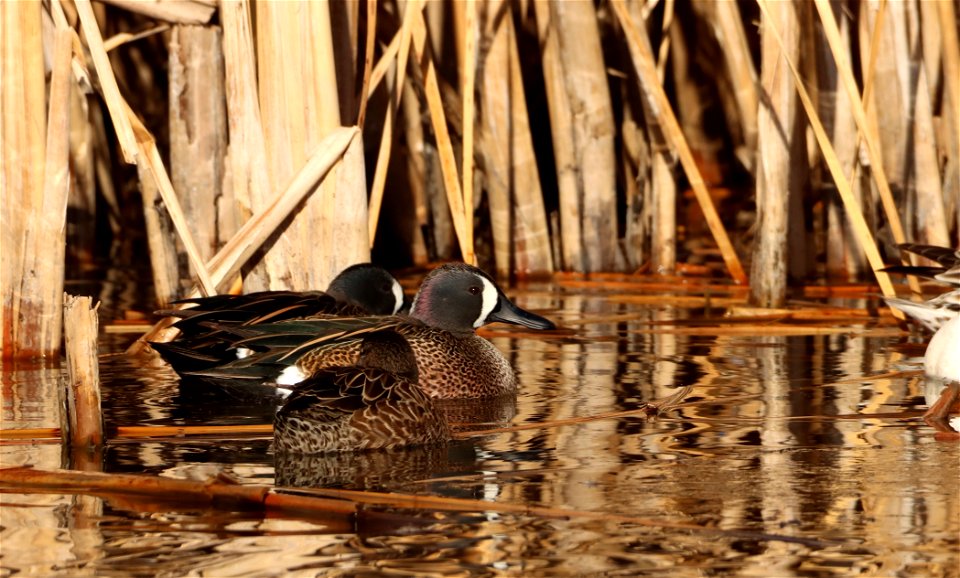 Blue-winged Teal, Huron Wetland Management District