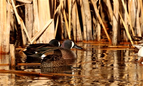 Blue-winged Teal, Huron Wetland Management District photo
