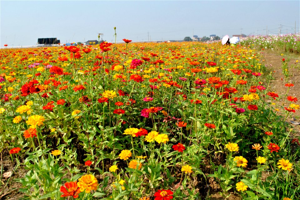 Cosmos Flowers