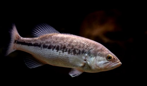 Largemouth Bass (Micropterus salmoides)