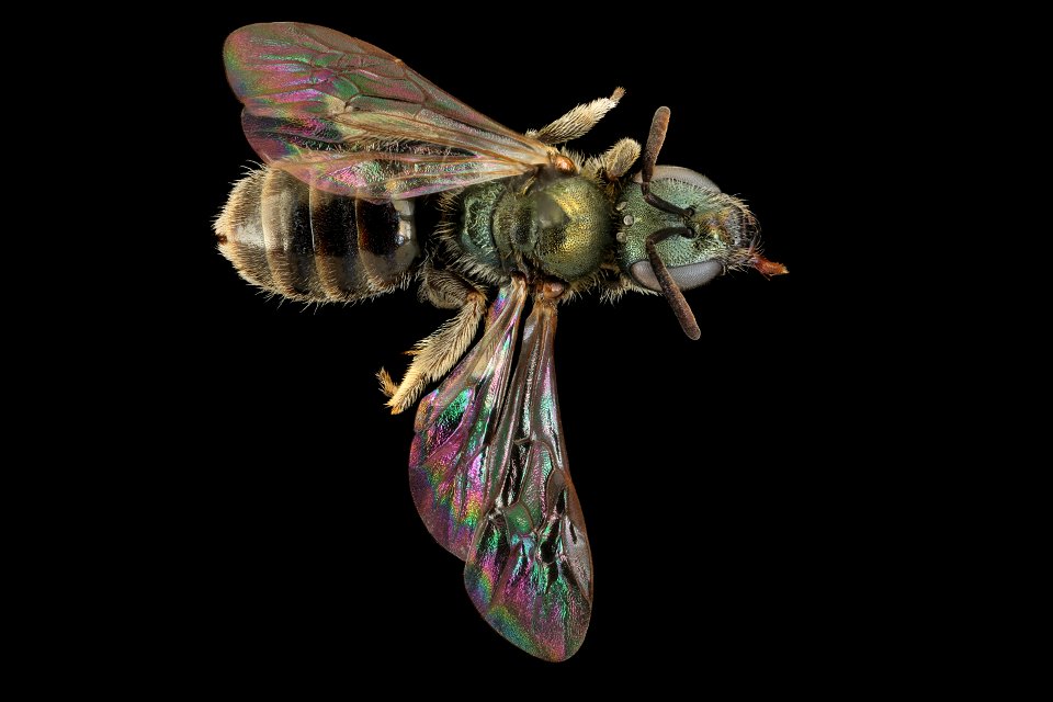 Lasioglossum morio, f, back, V. Lefeber, Netherlands_2022-03-31-16.36.28 ZS PMax UDR copy