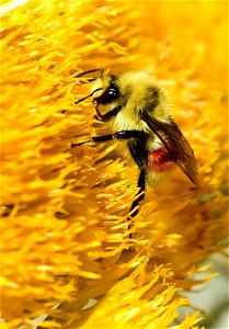 Hunt's bumblebee at Seedskadee National Wildlife Refuge