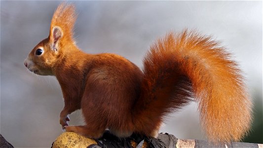 Das rote Oachkatzl ist auf dem Absprung