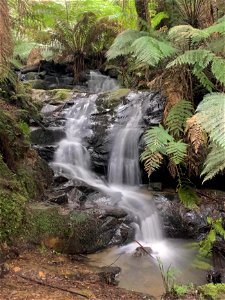 Tarra-Bulga National Park