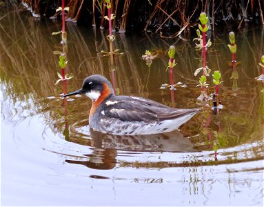 Red-necked Phalarope photo