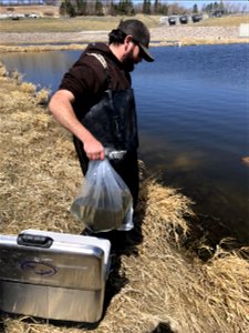 Stocking Northern Pike in Rearing Pond