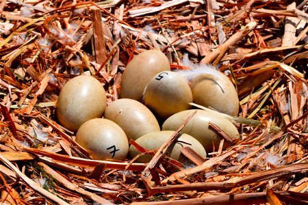 Mute swan nest photo