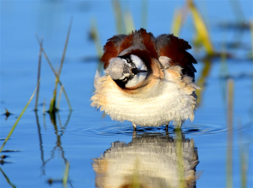 Wilson's phalarope at Seedskadee National Wildlife Refuge