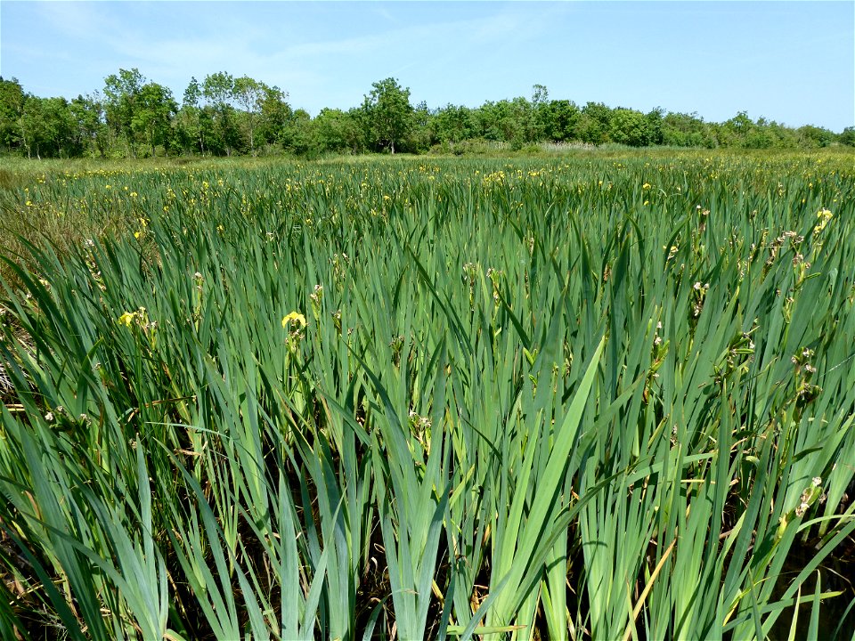 Iris pseudacorus L., 1753