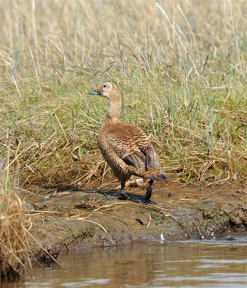 Spectacled eider female