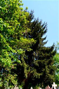 cimitir Sfanta Vineri (25)