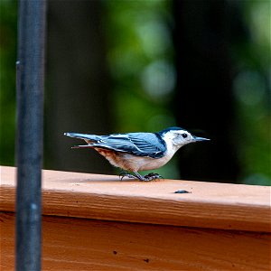 Day 262 - White-breasted Nuthatch