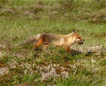 Red Fox with ptarmigan photo