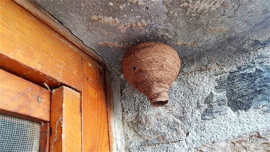 Hornet nest - nid de frelon
