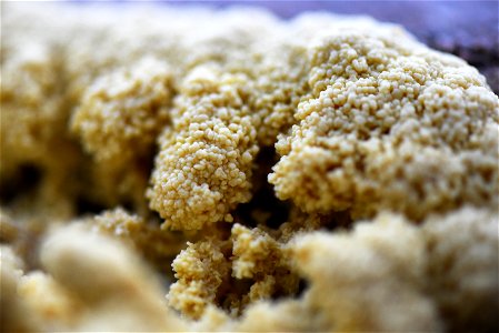 Dog vomit slime mold