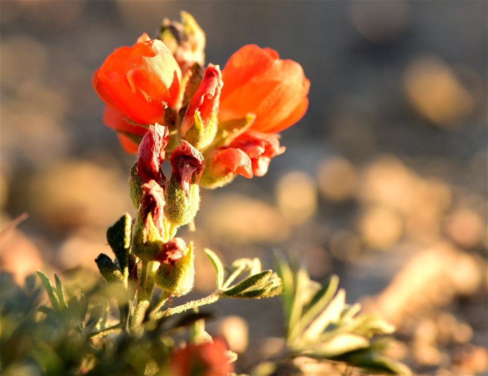 Scarlet globemallow at Seedskadee National Wildlife Refuge