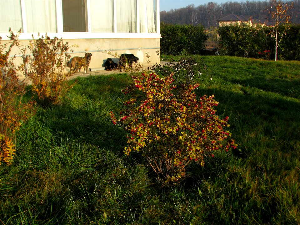 toamna2009_1123_085015