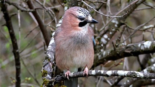 Eichelhäher Nr. 2 im Zwetschgenbaum