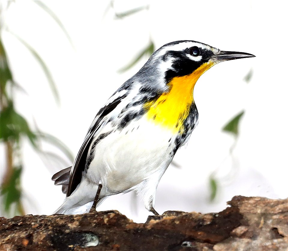 836 - YELLOW-THROATED WARBLER (11-27-2022) americana rv park, palmview, hidalgo co, tx (1)