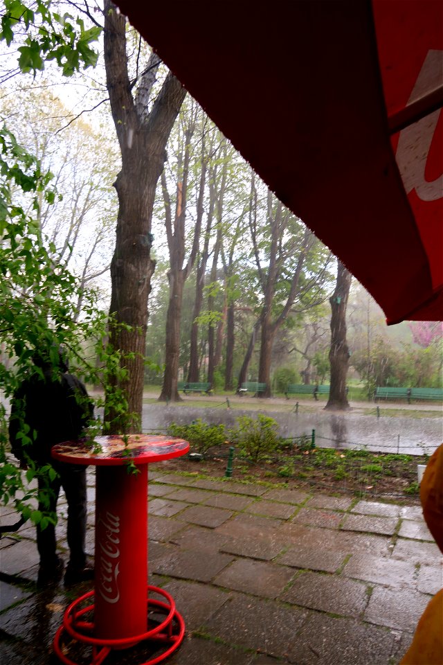 japanes_garden_rain_Herastrau (42)