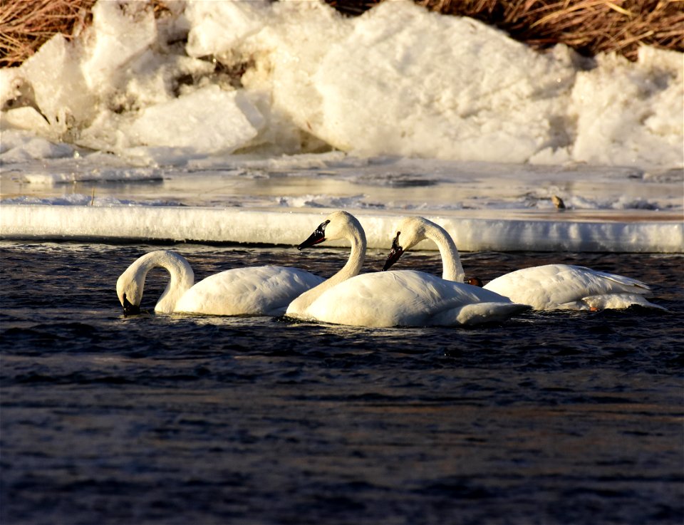Trumpeter swans at Seedskadee National Wildlife Refuge