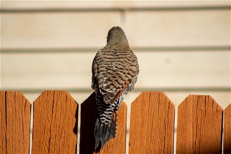 Northern flicker