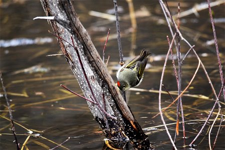 Ruby-crowned kinglet