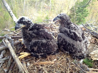 Bald eagle eaglets