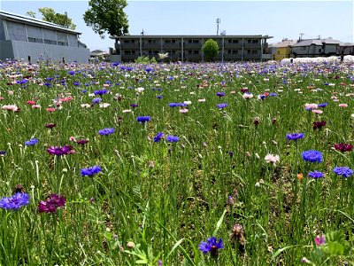 Flowers in Niiza-shi