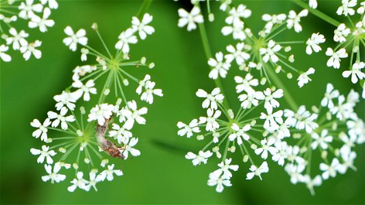 Kleidocerys resedae (Birkenwanze), Paarung auf Wilder Möhre