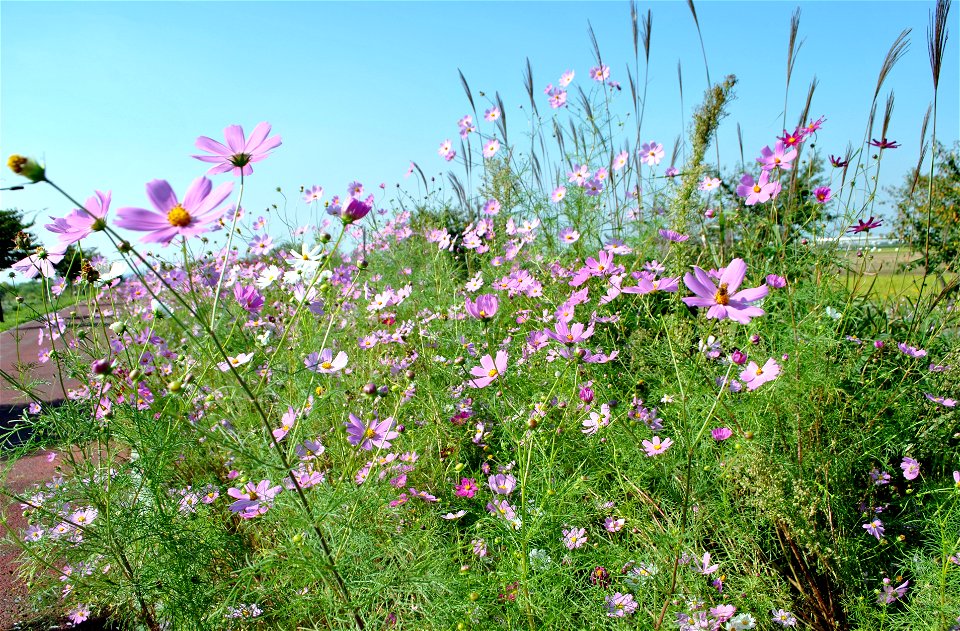 Cosmos Flowers