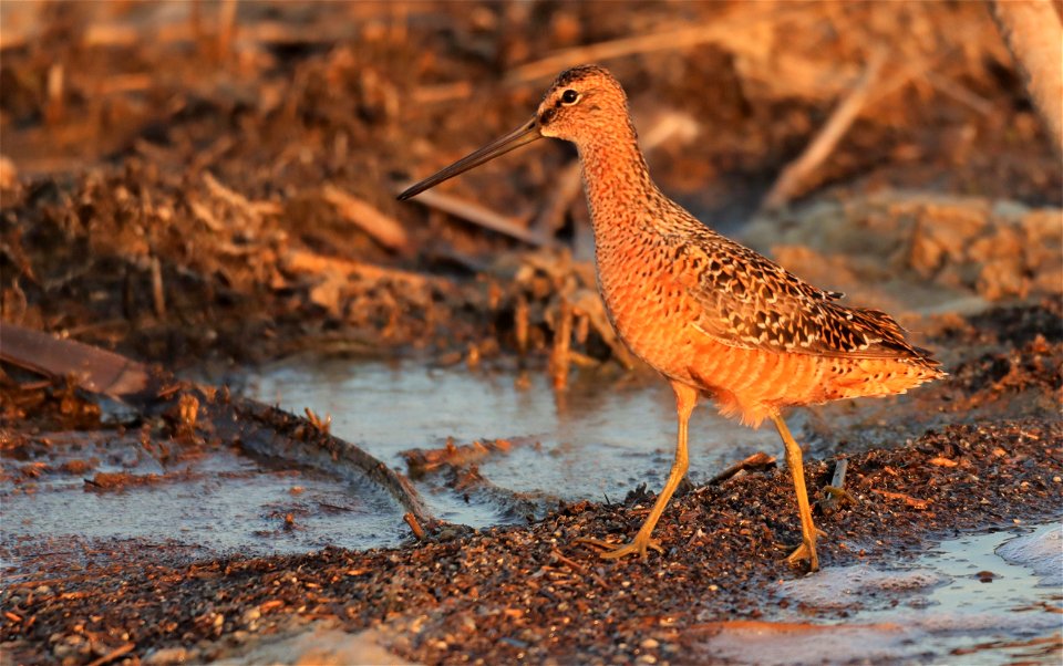 Long-billed Dowitcher Huron Wetland Management District