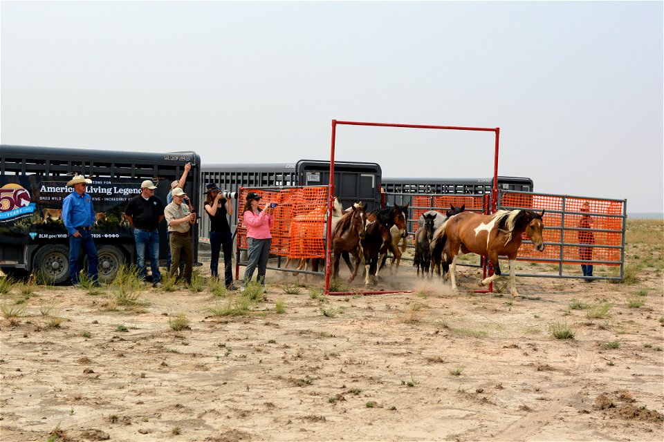 2021 Onaqui Herd Management Area
